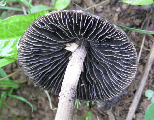 Panaeolus