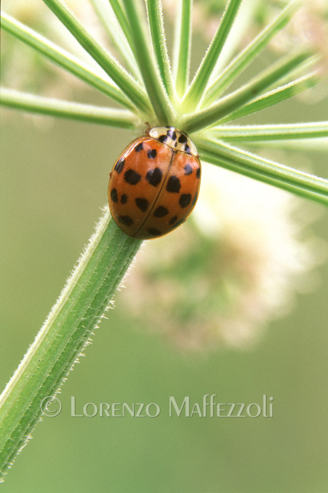 Aiuto identificazione (con foto): Harmonia axyridis