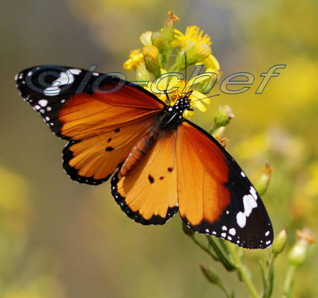 farfalla monarca in Italia
