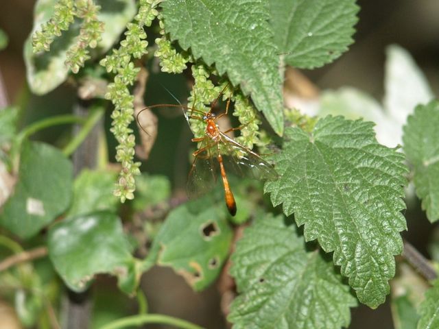 Probabile Netelia sp. (Ichneumonidae - Tryphoninae)