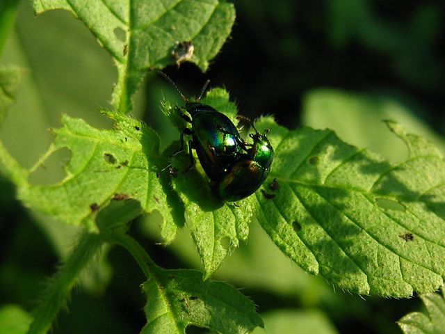 Piccoli coleotteri da determinare