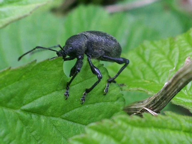 Otiorhynchus sp.