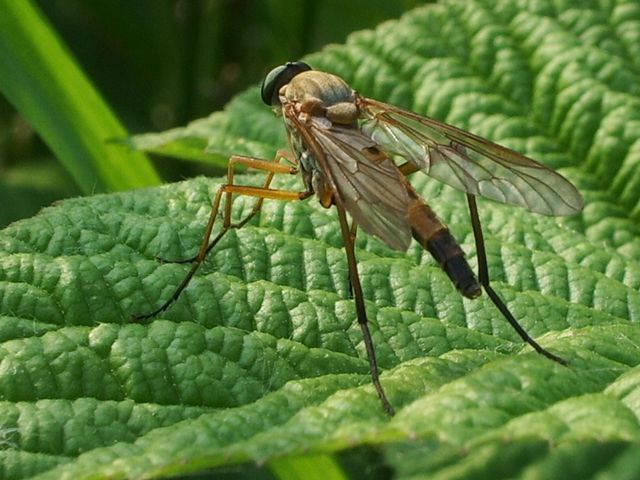 Diptero Rhagionidae.