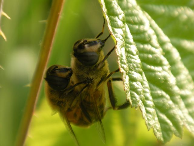 Diptero Syrphidae; Eristalis tenax.
