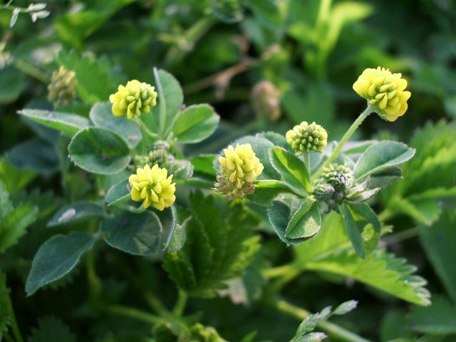 Trifolium dubium e Medicago lupulina