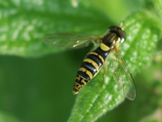 Sphaerophoria sp. (Dittero Syrphidae)