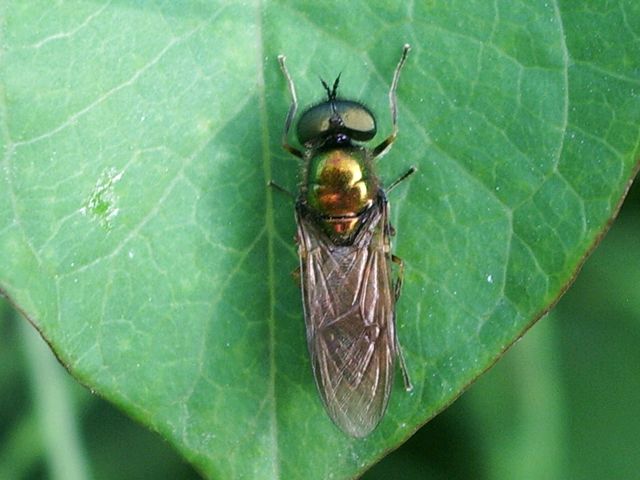 Chloromyia formosa (Dittero  Stratiomyidae)