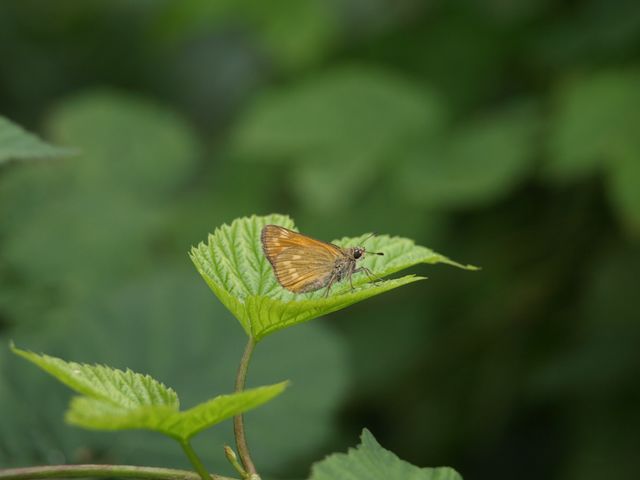 Ochlodes sylvanus