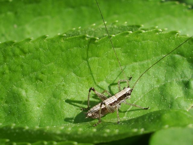 Neanide di Tettigoniidae