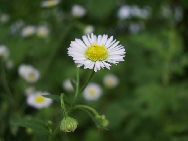 Erigeron annuus / Cspica annua