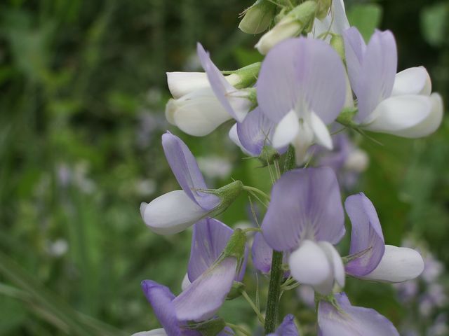 Galega officinalis / Capraggine