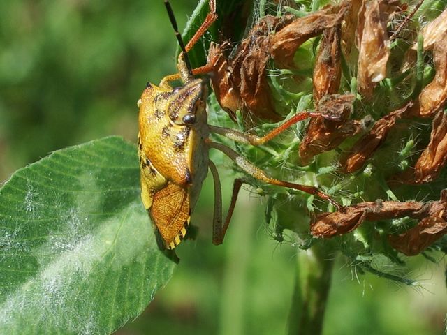 Da determinare [Carpocoris sp.]