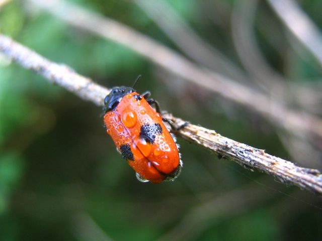 Da determinare: Clytra laeviuscula