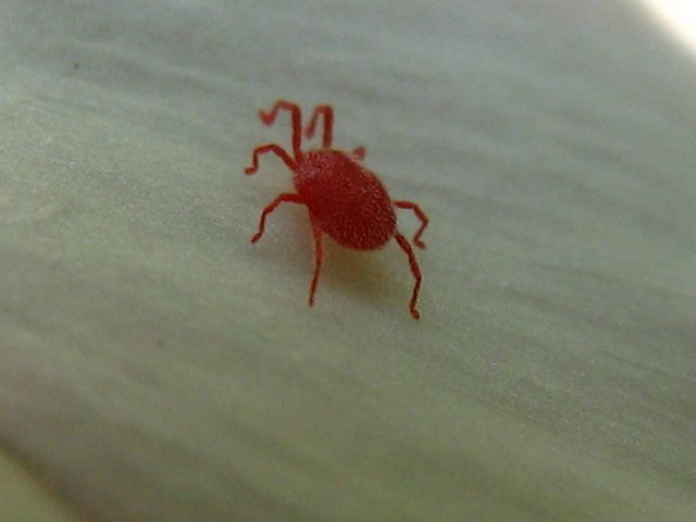 Acari rossi Trombidiidae