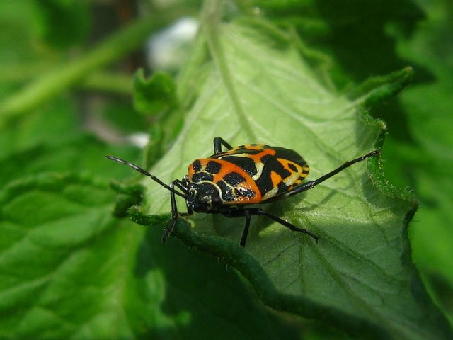 Pentatomidae: Eurydema ventralis del Cremasco (CR)