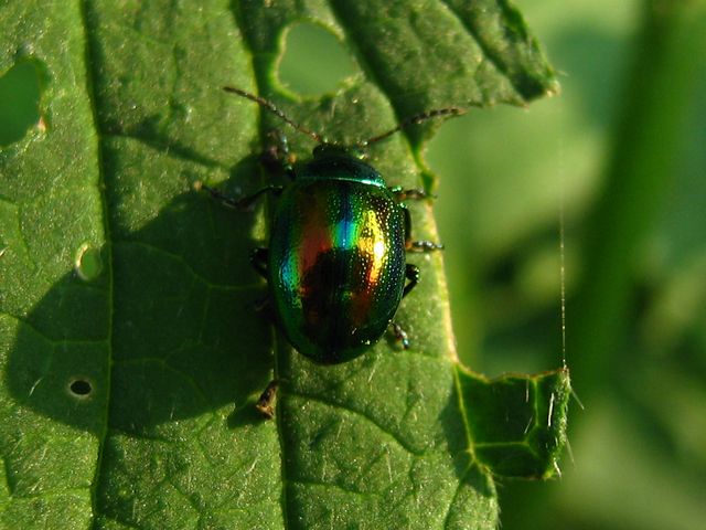 Coleottero da determinare 2: Chrysolina fastuosa