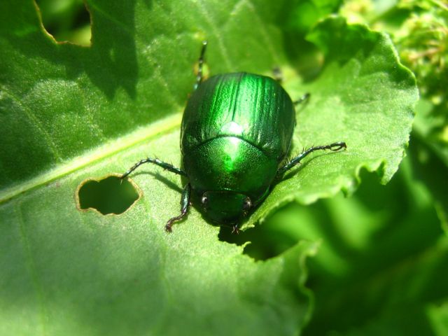 Anomala vitis ?