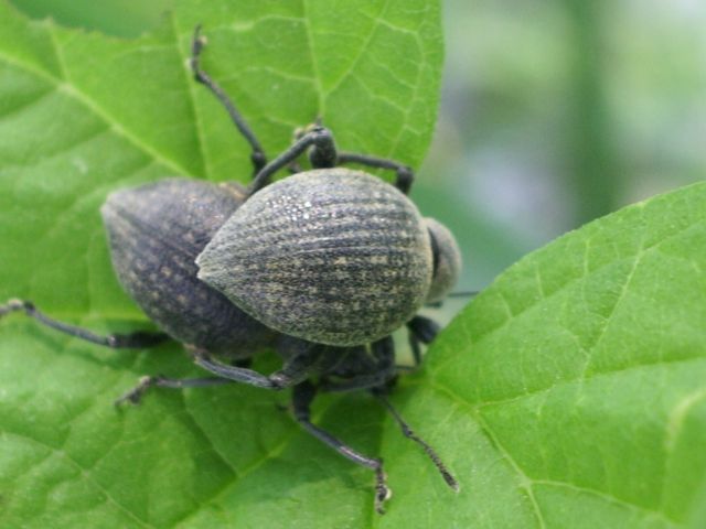 Curculionidae da identificare: Otiorhynchus...