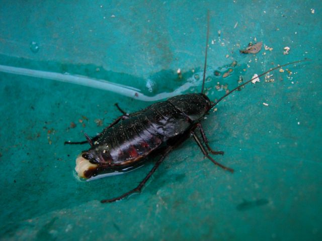 Blatta orientalis - maschio immaturo