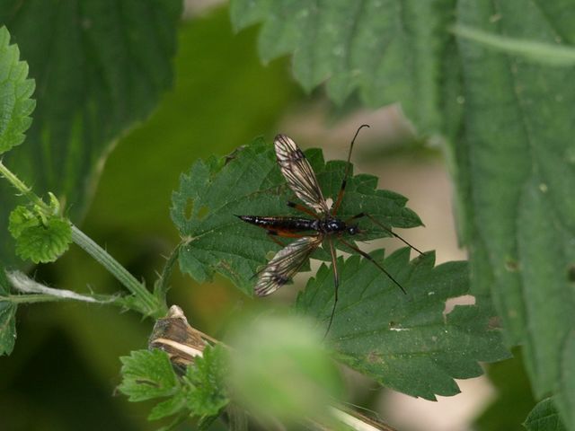 Diptero da identificare