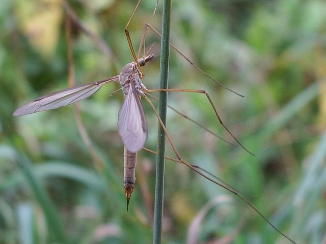 Presunto diptero da identificare