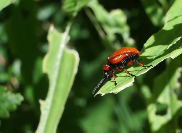 Lilioceris sp.