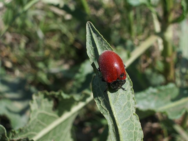 Coleottero da identificare (Chrysomela populi ?)