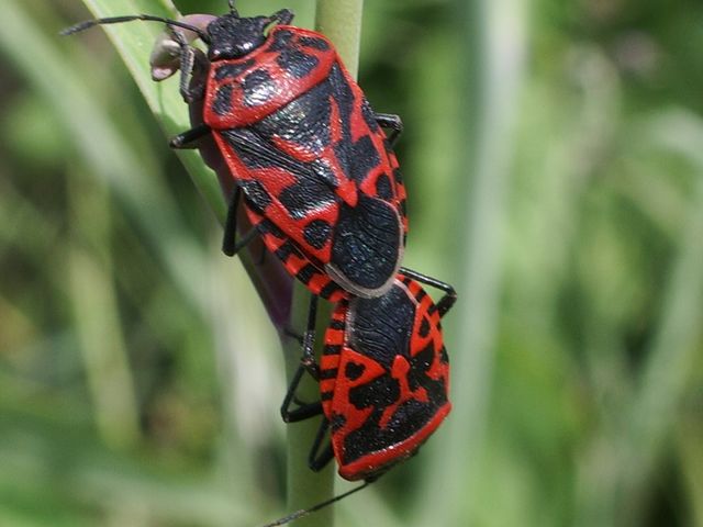 Eurydema (Rubrodorsalium) ventralis