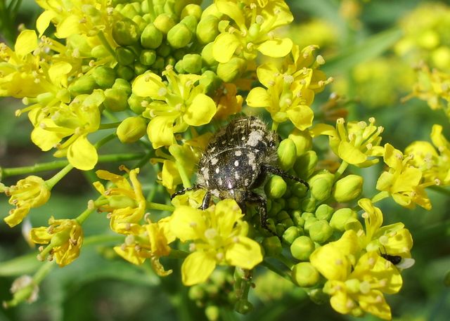 Coleottero da identificare: Oxythyrea funesta