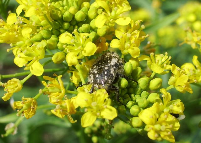 Coleottero da identificare: Oxythyrea funesta