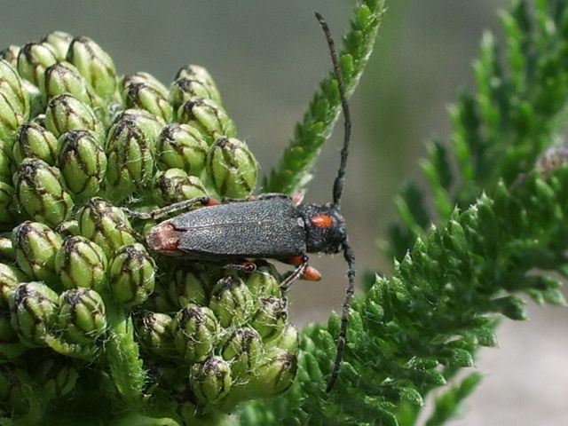 Phytoecia pustulata (Cerambycidae)