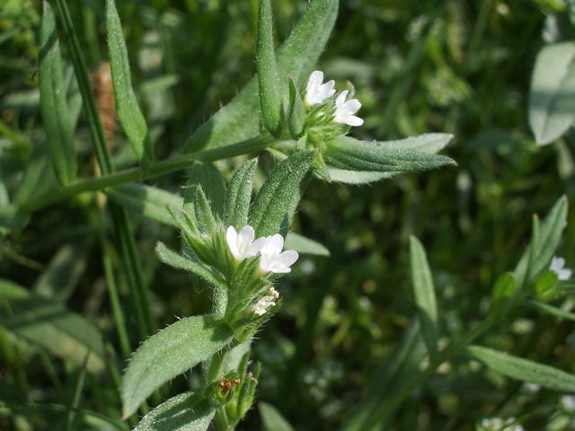 Buglossoides arvensis / Erba-perla minore