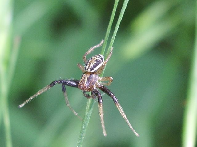 Xysticus sp.