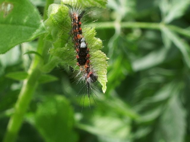 Bruco di Orgyia (Orgyia) antiqua