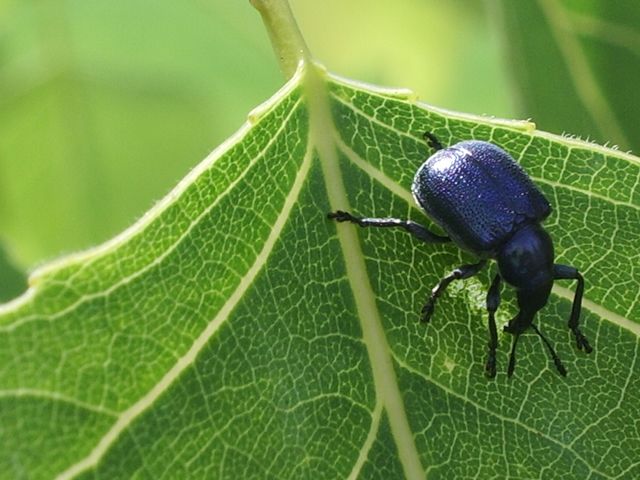 Coleottero Curculionidae  da identificare