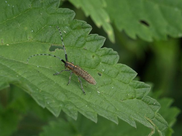 Agapanthia villosoviridescens cremonese