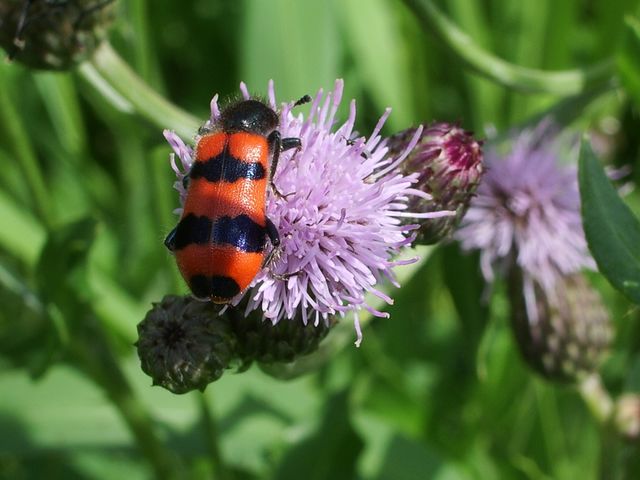 Trichodes apiarius