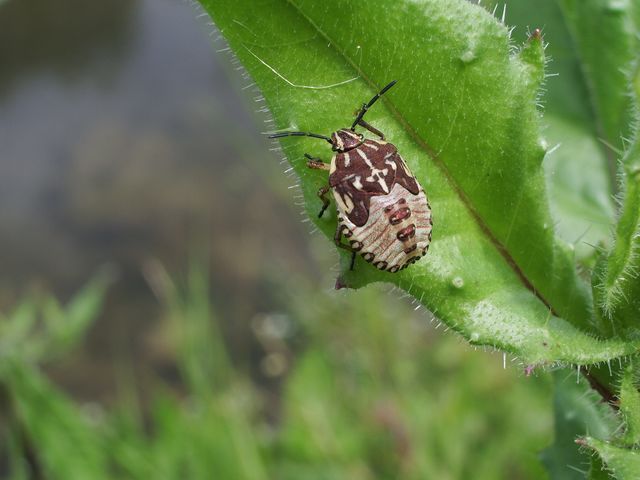 Larva di Carpocoris