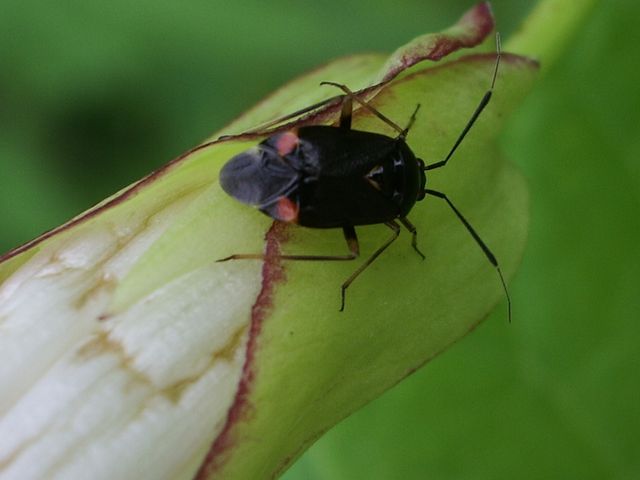 Deraeocoris ruber