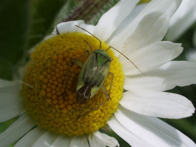 Adelphocoris lineolatus