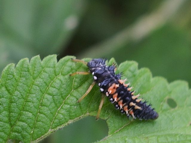 Larva di coccinella Harmonia axyridis