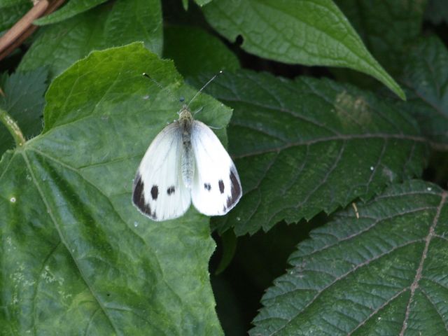 Pieris brassicae