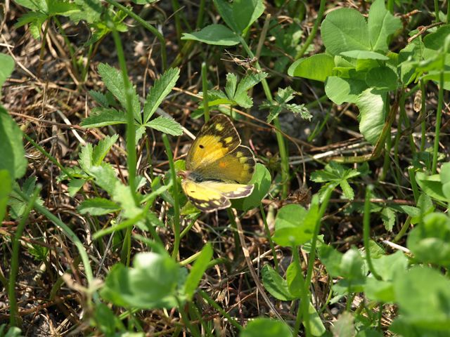 Colias crocea