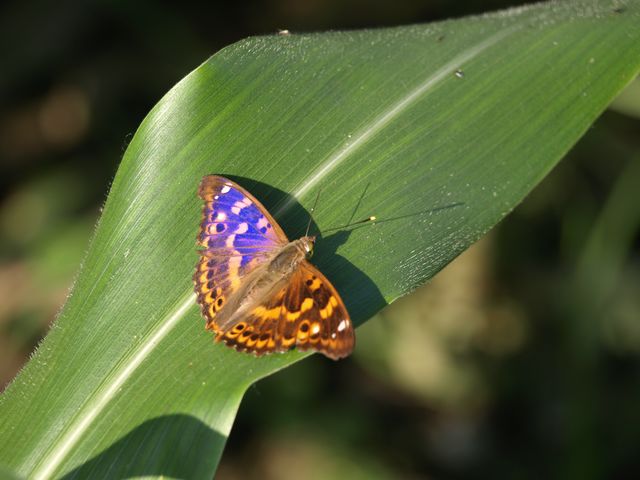 Apatura ilia