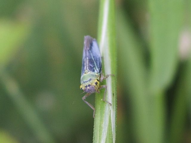 Cicadella viridis