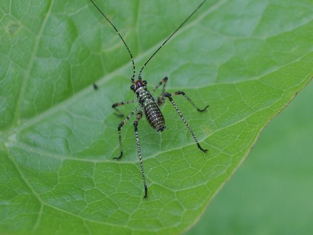 Neanide di ortottero: Phaneroptera sp.