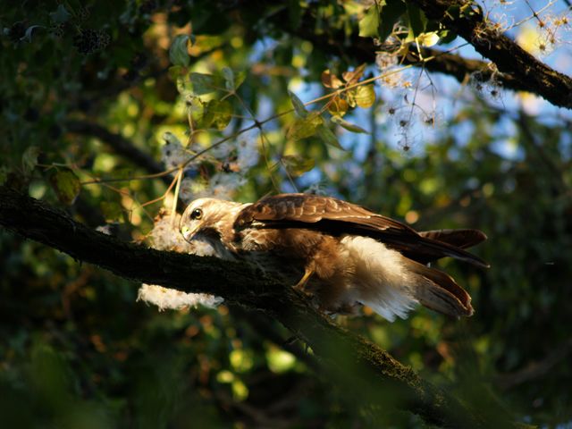 Uccello da determinare