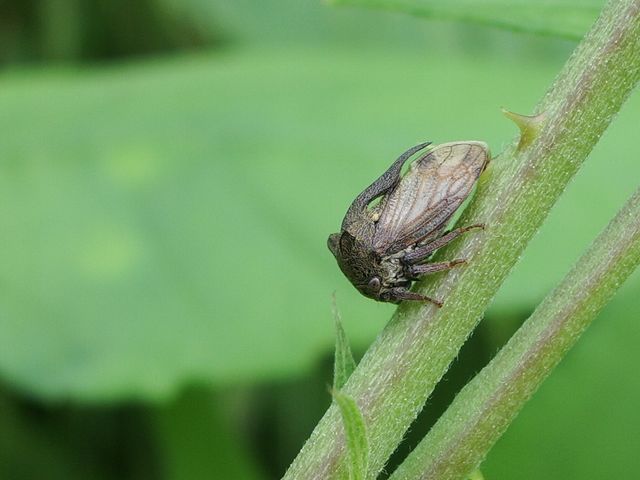 Centrotus cornutus (Membracidae)