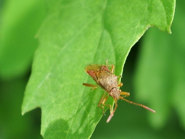Rhopalidae