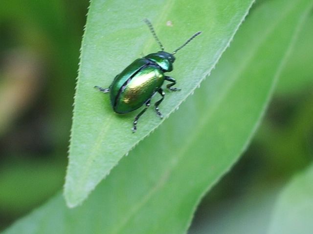 Piccolo coleottero da determinare: Chrysolina fastuosa